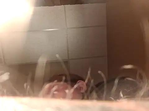 chrissybear84 online show from June 2026 12:42:02 PM