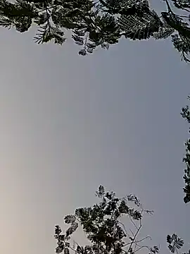 Whitehouse01 online show from December 2024 01:56:01 AM