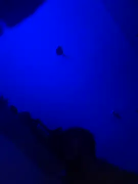 Snapshot of Raziv_komal143 chatting on February 2025 12:14:01 AM Raziv komal143 online show from February 2025 12:14:01 AM