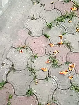 Snapshot of Raj41 chatting on March 2025 01:36:02 AM Raj41 online show from March 2025 01:36:02 AM