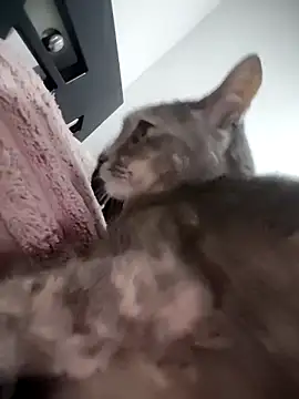 Snapshot of mialorents chatting on November 2025 06:52:01 PM mialorents online show from November 2025 06:52:01 PM