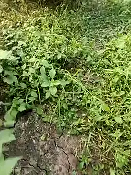 himvilohi08 online show from October 2025 11:55:01 AM