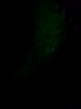 royall queen online show from January 2026 07:36:02 AM