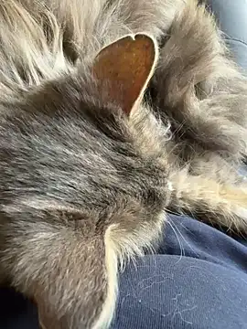 Max 965 online show from March 2026 10:27:02 AM