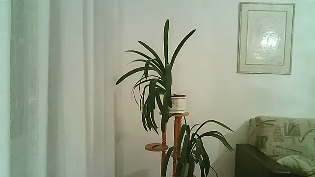 Dartanjanas13 online show from November 2025 08:11:02 PM