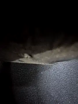 odilicia online show from December 2025 11:04:02 AM