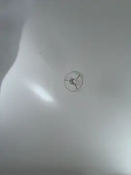 Snapshot of Desire-XOXOX chatting on September 2025 10:41:01 AM Desire-XOXOX online show from September 2025 10:41:01 AM