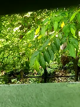 Exoticovergon online show from March 2026 12:55:01 PM