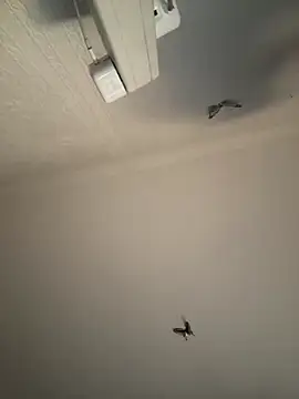 AroraAngel online show from March 2026 09:56:02 PM