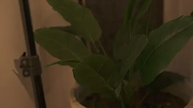 Ariaa Isabell online show from September 2025 06:30:02 PM