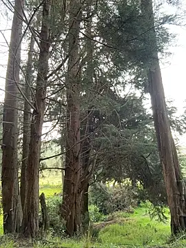 Ninabigtitied online show from March 2026 12:32:01 PM