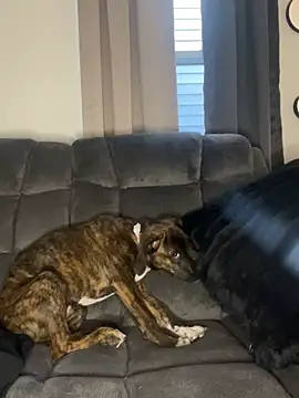 StableQuakers online show from March 2026 12:22:01 PM