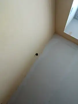 dream32222 online show from October 2025 12:39:02 PM