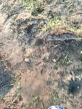 dolphiinn online show from March 2026 01:35:02 AM