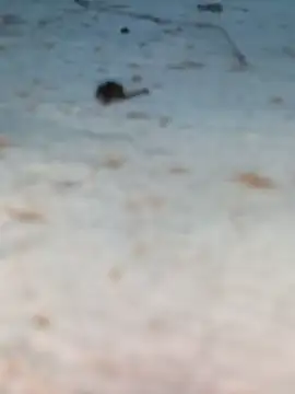 Ut kanchna online show from October 2025 12:22:02 PM