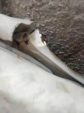 blackhot30 online show from October 2025 07:13:01 PM