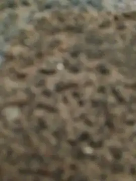 Orlao25cm online show from November 2025 02:45:02 AM