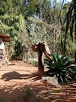 matbiec- online show from December 2025 05:15:02 AM