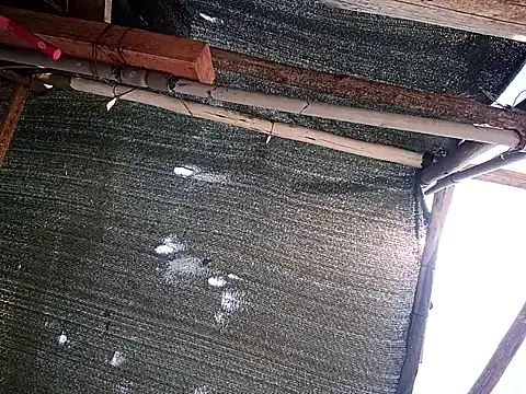 0281nosyehj online show from April 2026 04:48:02 PM