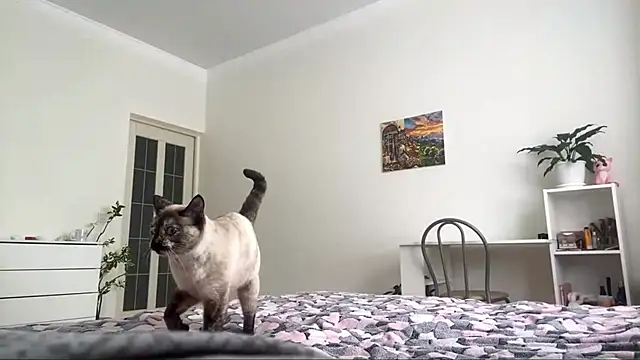 Snapshot of GingerMikos chatting on November 2025 08:04:01 AM GingerMikos online show from November 2025 08:04:01 AM