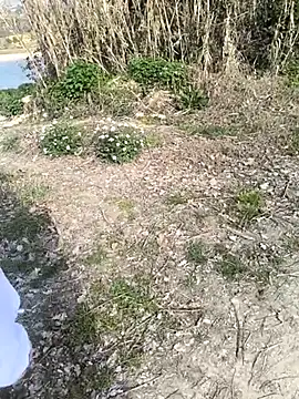 marchigiana online show from February 2026 09:19:02 AM