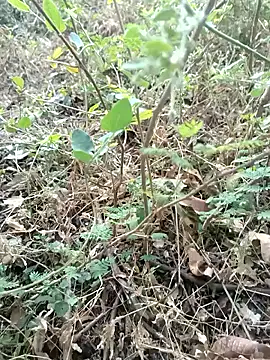 Hot Love77 online show from December 2025 03:45:02 AM