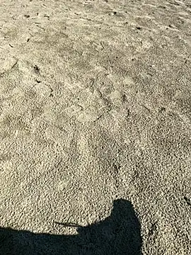 ratemydickbabe online show from December 2025 09:36:02 AM