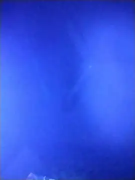 qaarlyfogosa online show from February 2026 10:31:01 AM