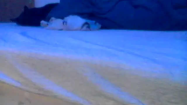 Silencio26 online show from April 2026 08:02:02 AM