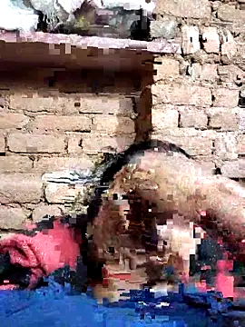 Snapshot of Hot_di97 chatting on February 2026 08:38:01 PM Hot di97 online show from February 2026 08:38:01 PM