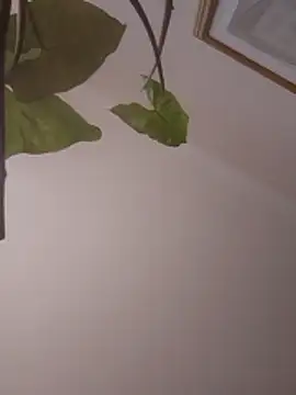 NickoHetero online show from January 2026 02:11:02 PM