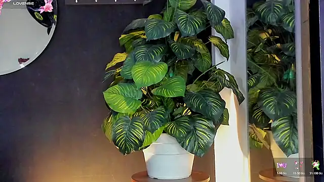 Noaah25  online show from March 2026 03:22:01 AM