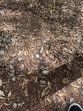 Snapshot of tyd247 chatting on February 2026 11:36:02 PM tyd247 online show from February 2026 11:36:02 PM