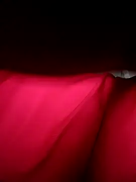 Hoa-tuylip online show from April 2026 06:29:01 AM