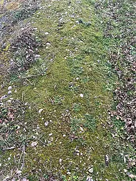 magicdickx21 online show from February 2026 02:06:01 PM