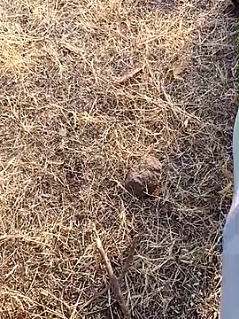 babu bull online show from February 2026 02:40:01 AM