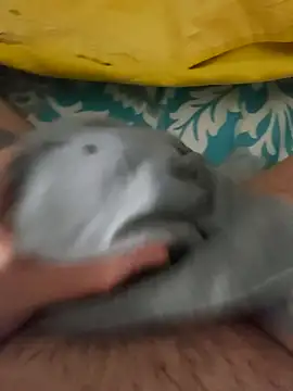 birzevkmeselesi online show from February 2026 08:57:02 PM