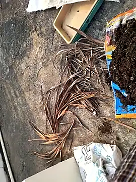 Snapshot of Castrol1289 chatting on February 2026 03:06:01 AM Castrol1289 online show from February 2026 03:06:01 AM