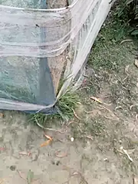 Tanla akter online show from March 2026 11:38:02 AM