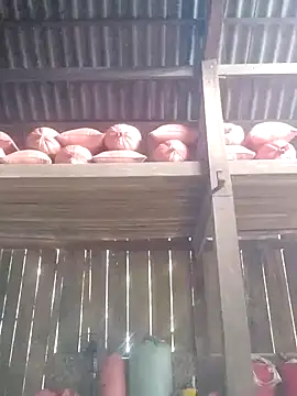 Linka998 online show from March 2026 06:30:01 AM