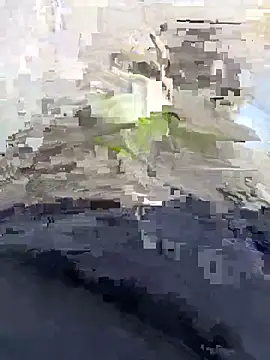 Nickysfd01 online show from April 2026 02:34:01 PM