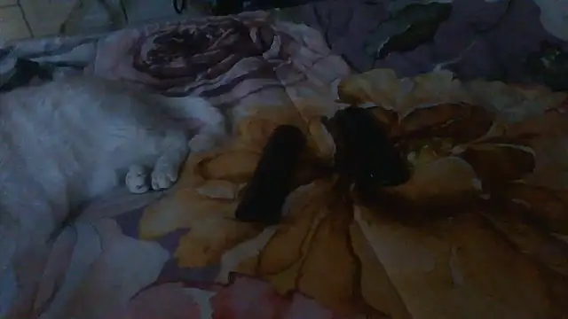 luanahot1 online show from March 2026 07:42:01 AM