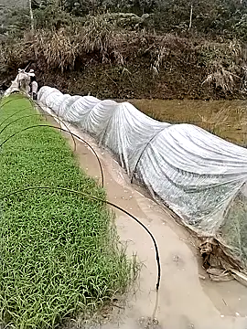 ngocbao11 online show from March 2026 01:12:02 AM