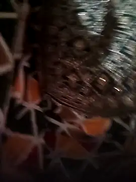 Rashmika Mandana online show from April 2026 07:14:01 PM