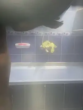 Snapshot of Arabien_Pharaoh- chatting on February 2025 03:18:02 AM Arabien Pharaoh- online show from February 2025 03:18:02 AM