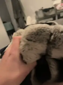 Snapshot of Furdale chatting on December 2024 05:11:01 PM Furdale online show from December 2024 05:11:01 PM