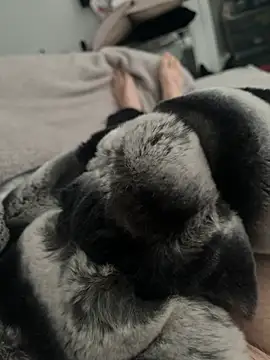 Snapshot of Furdale chatting on December 2024 11:17:01 AM Furdale online show from December 2024 11:17:01 AM