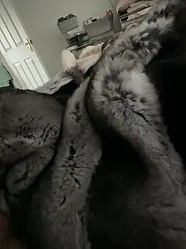 Furdale online show from February 2026 02:58:02 PM