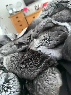 Furdale online show from April 2026 03:13:01 PM