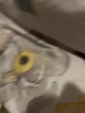 sweetmystery1 online show from March 2025 07:17:01 PM